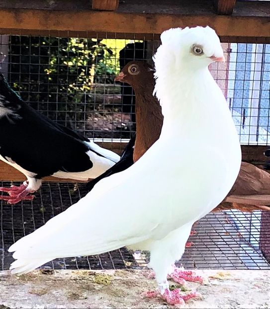 12311  femelă  2021 - A - perechi 2022