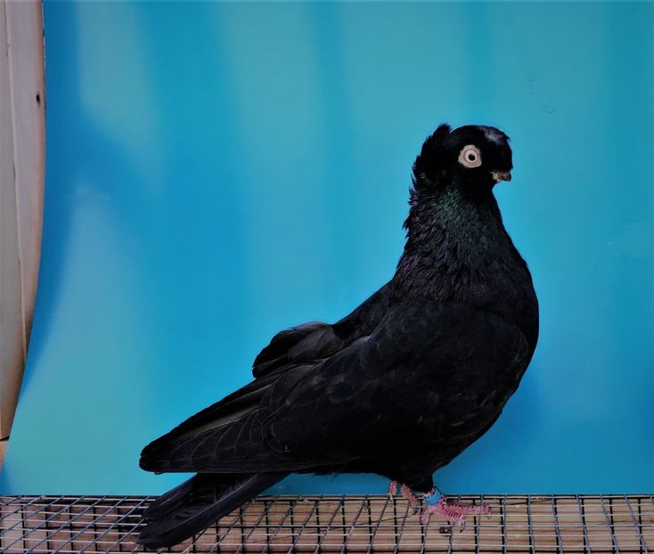 5567  mascul  2018 - A - perechi 2022