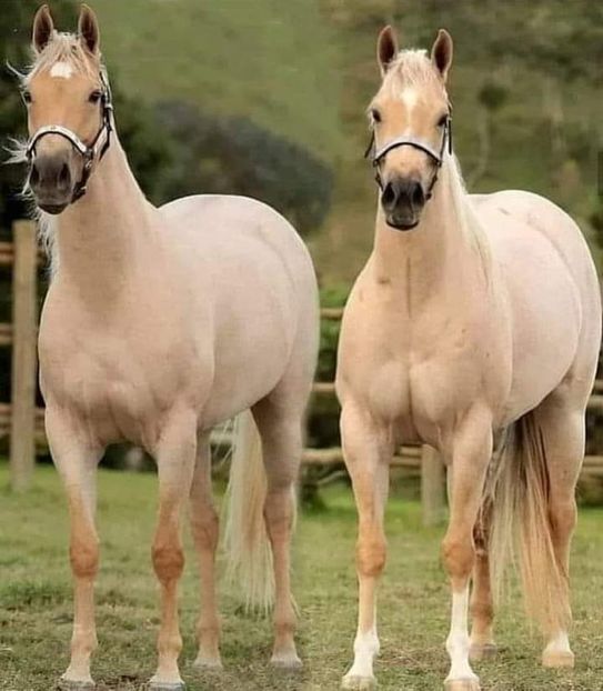  - Cai animale nobile