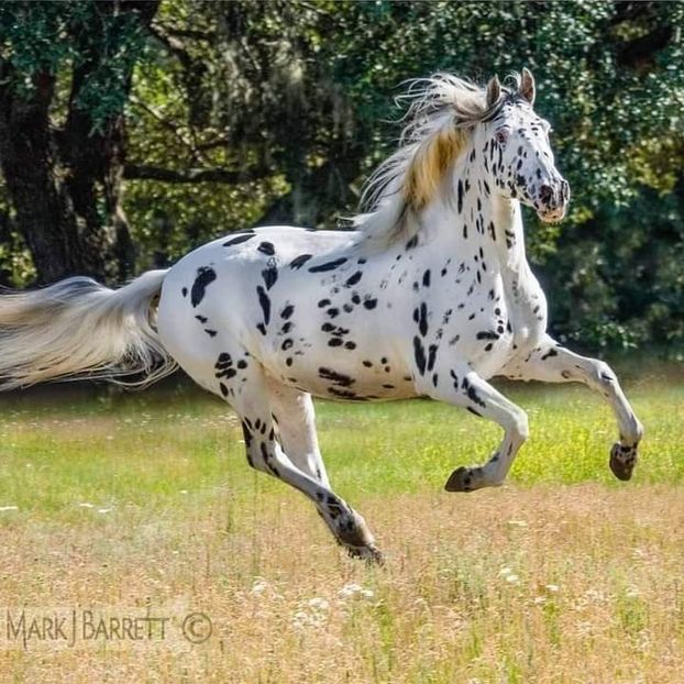  - Cai animale nobile