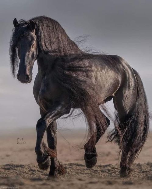  - Cai animale nobile