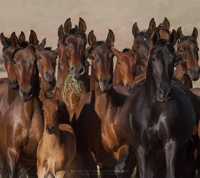  - Cai animale nobile