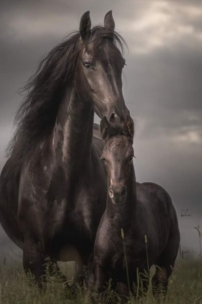  - Cai animale nobile