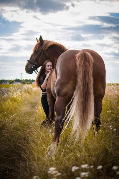  - Cai animale nobile