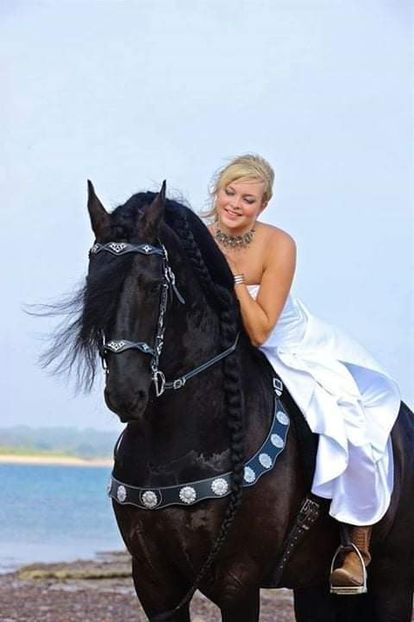  - Cai animale nobile