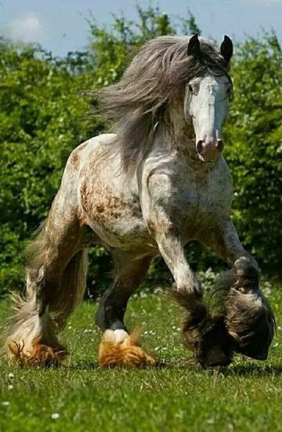  - Cai animale nobile