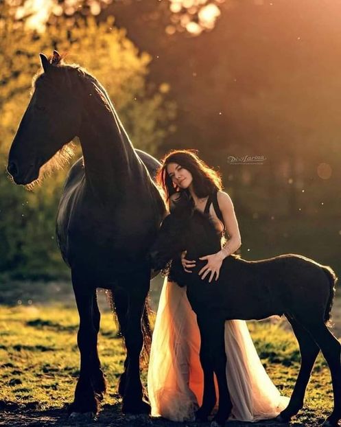  - Cai animale nobile