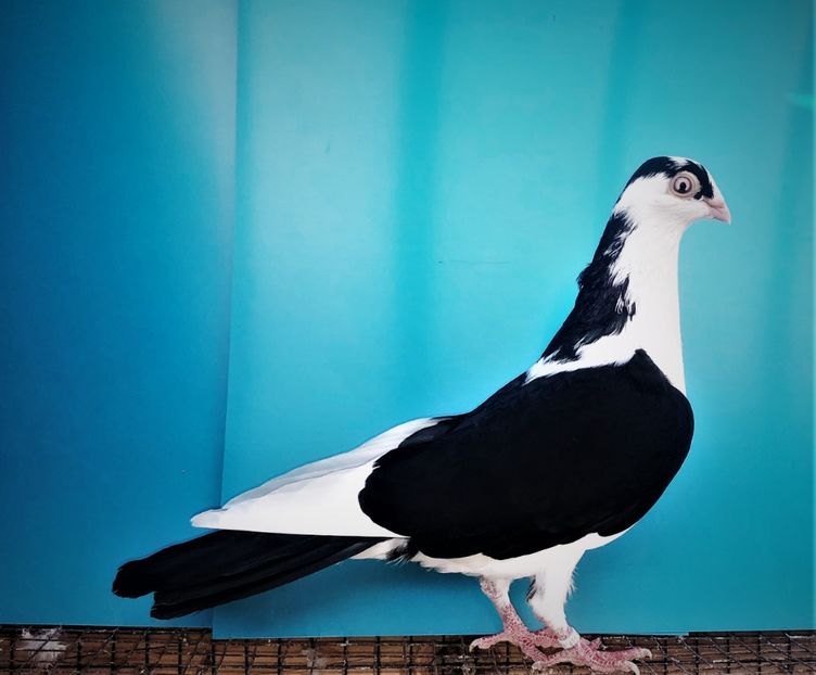 12471  mascul  2021 - Plecați ALBUM 3