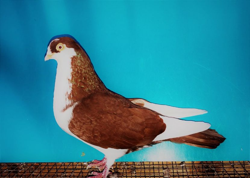 12208  mascul  2021 - B - perechi 2022