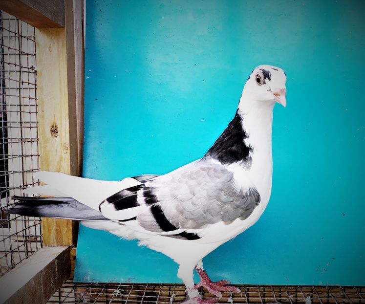 12543  femelă  2021 - Plecați ALBUM 3