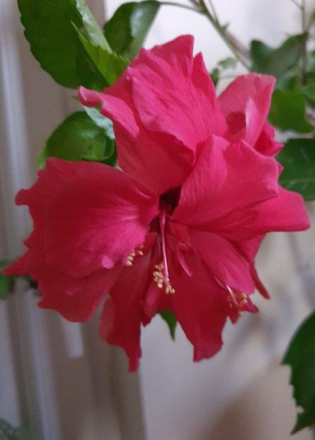  - Hibiscus