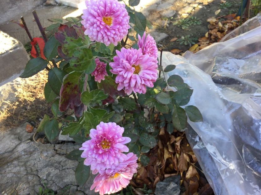 B1CF1EC5-67AE-4969-8844-376005B8DD57 - Flori 2021