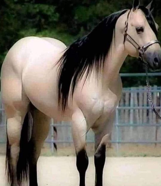  - Cai animale nobile