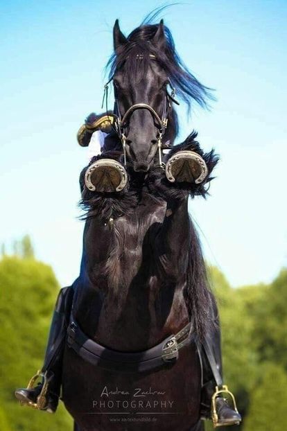  - Cai animale nobile