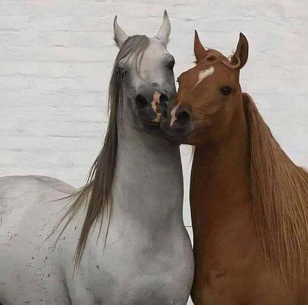  - Cai animale nobile