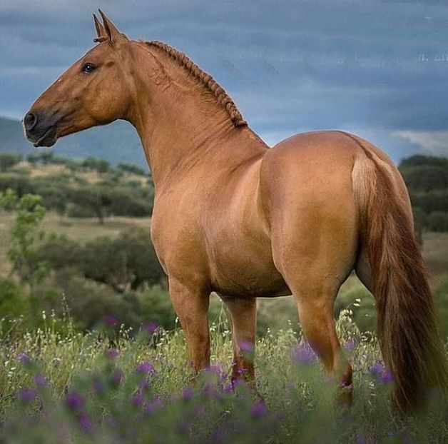  - Cai animale nobile