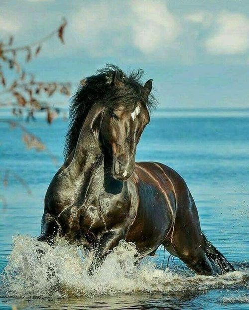  - Cai animale nobile