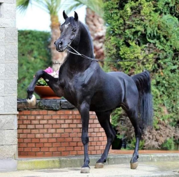  - Cai animale nobile