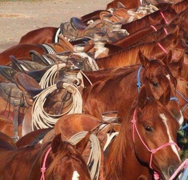  - Cai animale nobile