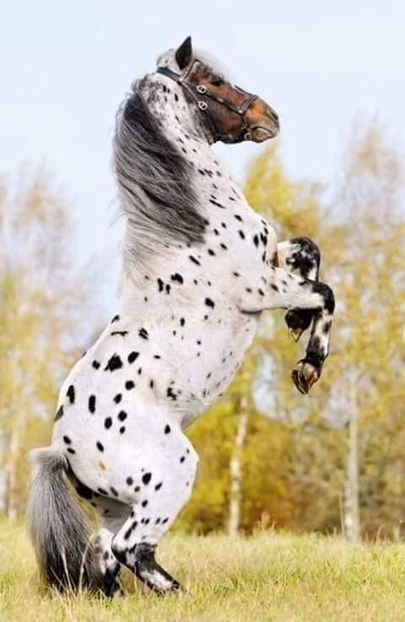  - Cai animale nobile
