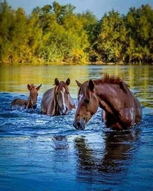 - Cai animale nobile