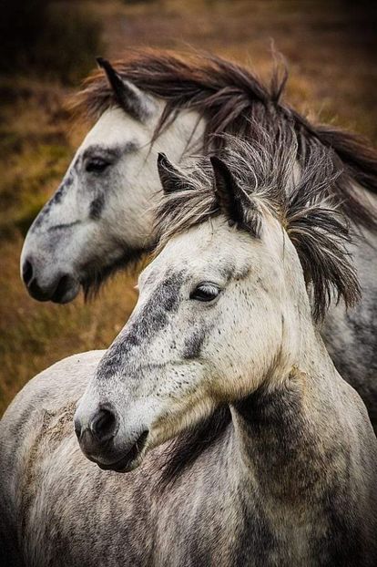  - Cai animale nobile