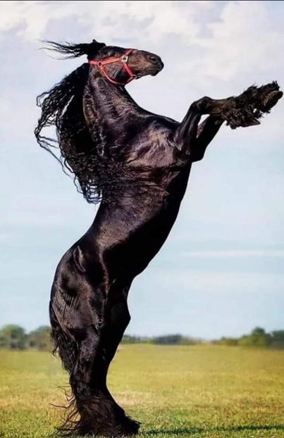  - Cai animale nobile