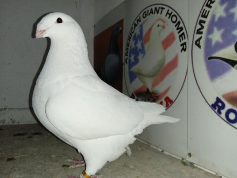 F 2021 - Tineret 2021