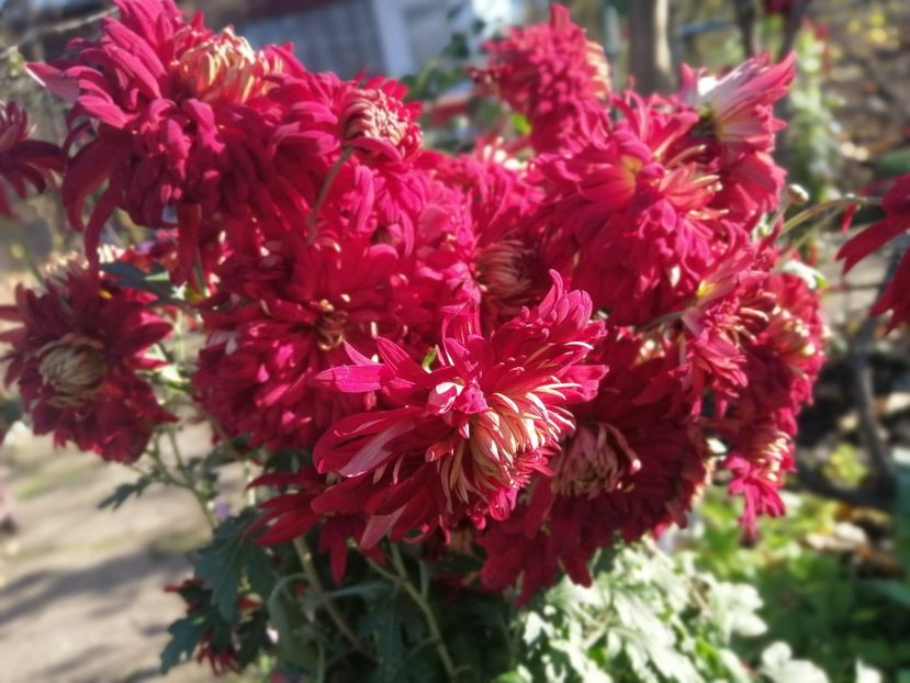  - Crizanteme si tufanele