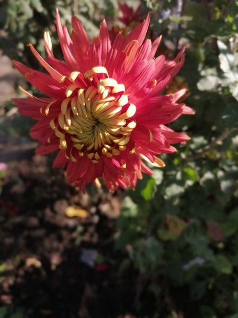  - Crizanteme si tufanele