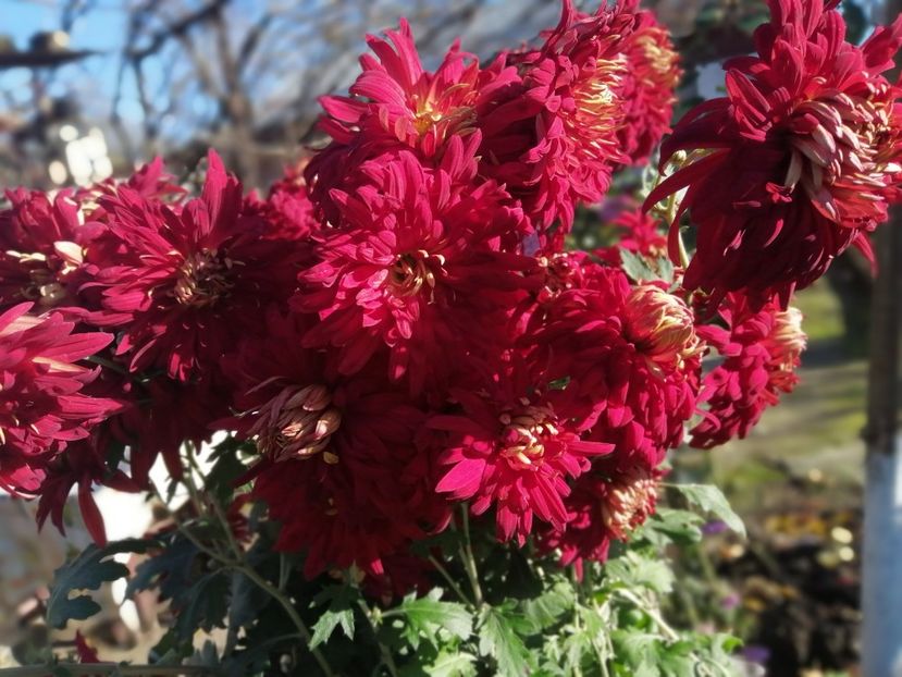  - Crizanteme si tufanele