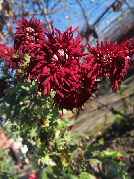  - Crizanteme si tufanele