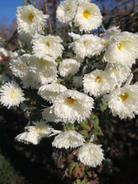  - Crizanteme si tufanele