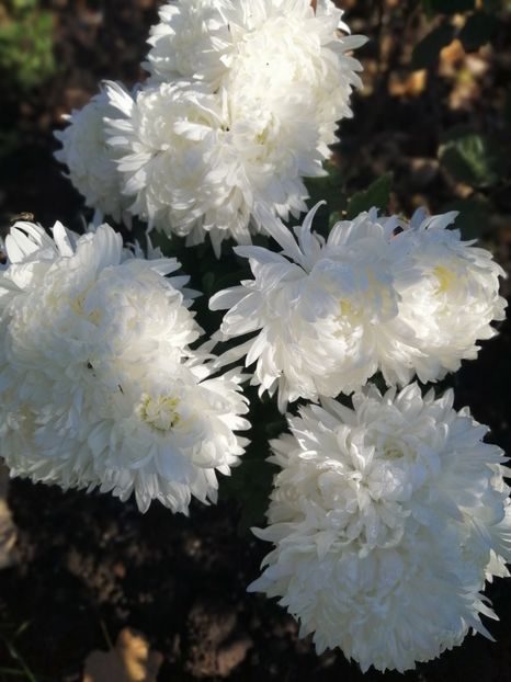  - Crizanteme si tufanele