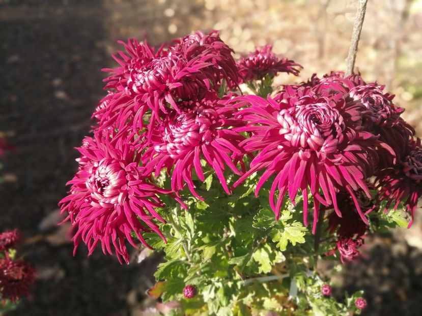  - Crizanteme si tufanele