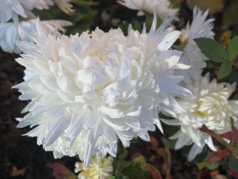  - Crizanteme si tufanele