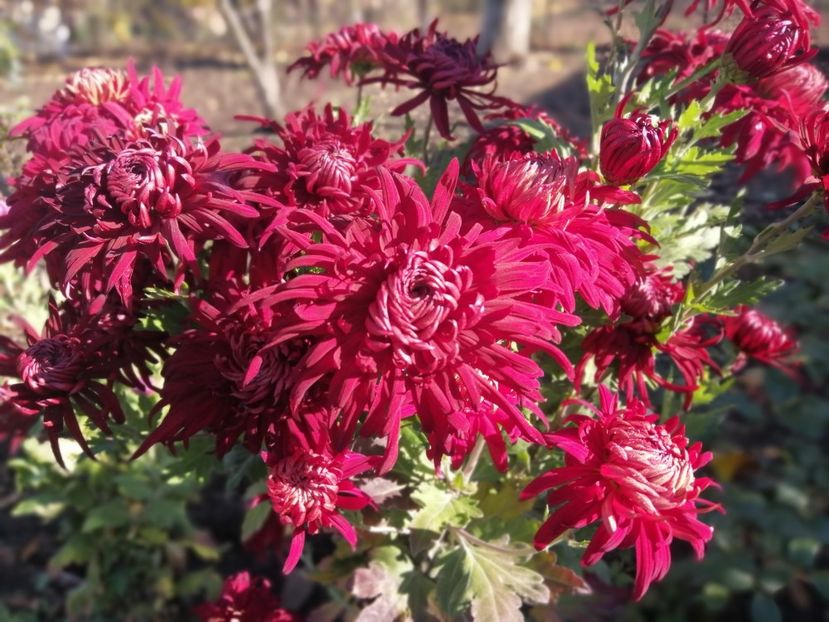  - Crizanteme si tufanele