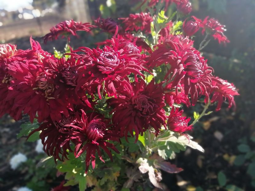  - Crizanteme si tufanele