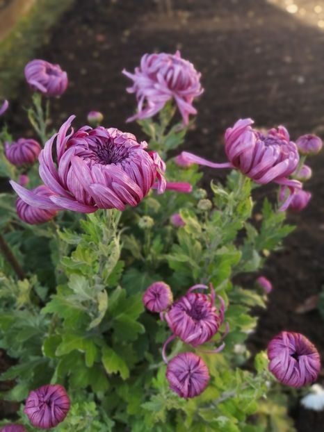  - Crizanteme si tufanele