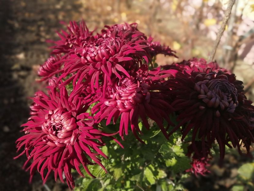  - Crizanteme si tufanele