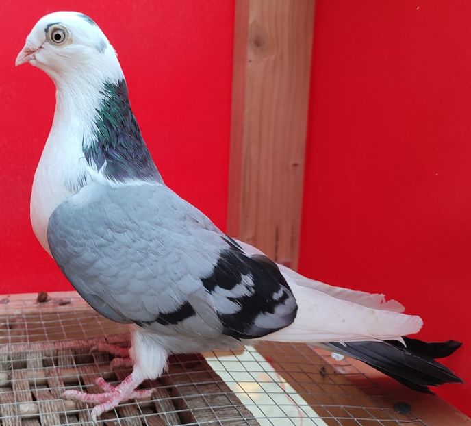 F 2018 - Porumbei care mi-au aparținut 2