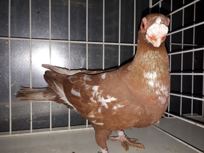 M - K1 _ tineret 2021