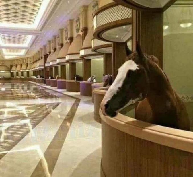  - Cai animale nobile
