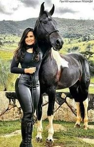  - Cai animale nobile