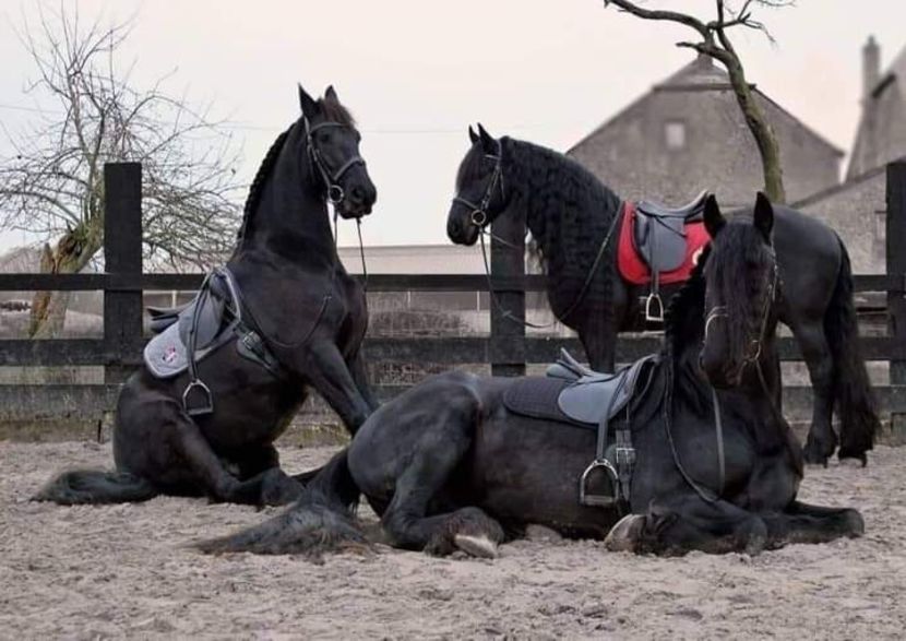  - Cai animale nobile