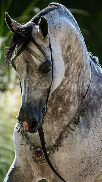  - Cai animale nobile