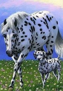  - Cai animale nobile