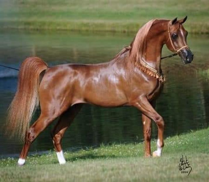  - Cai animale nobile