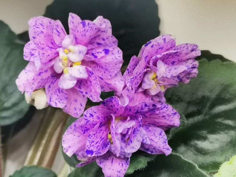  - Cathedral de la Magda