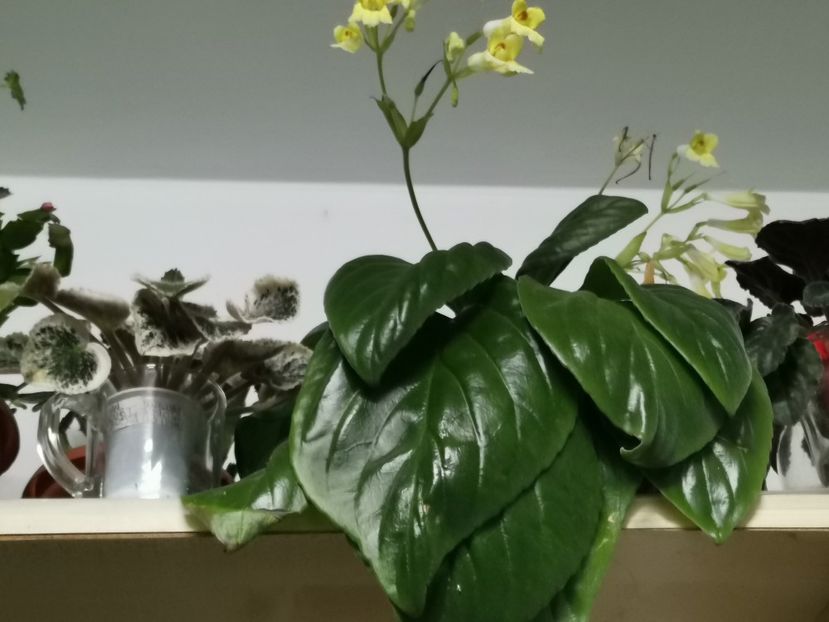  - Chirita Aiko de la Magda